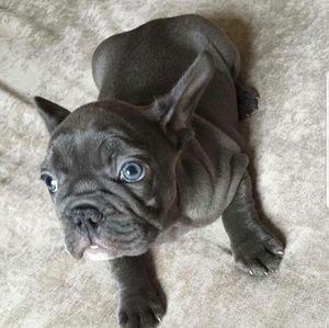 Meet your Posher, Luis